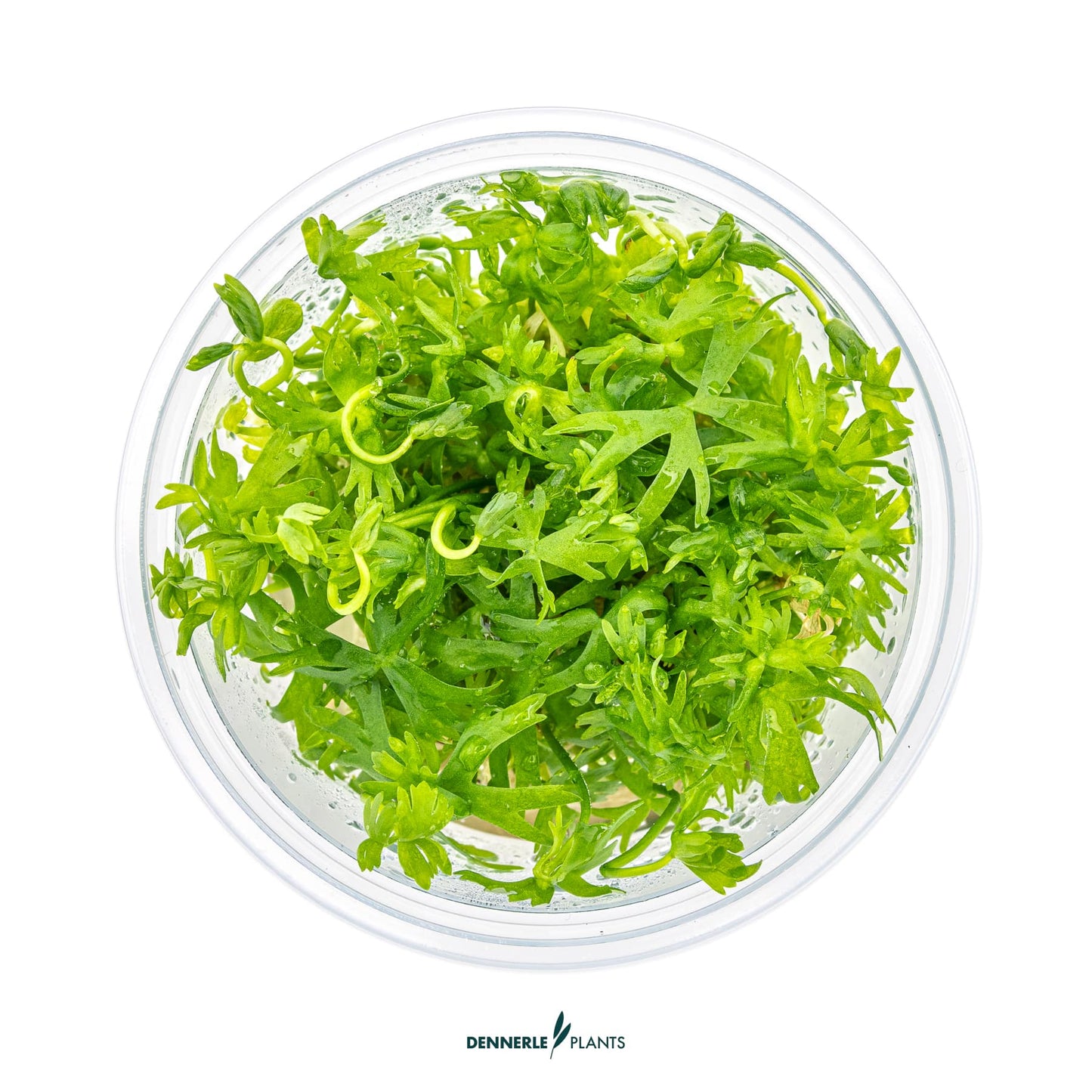 Riccia fluitans