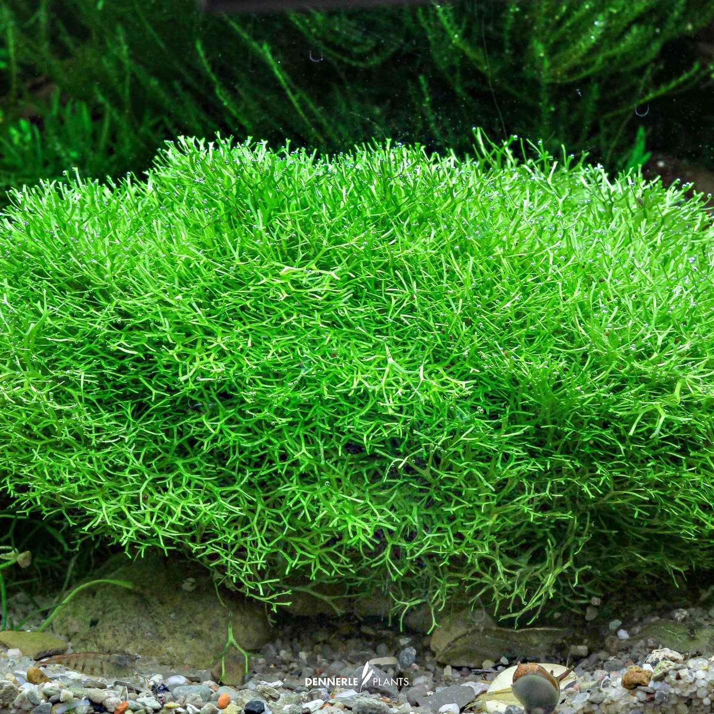 Riccia fluitans