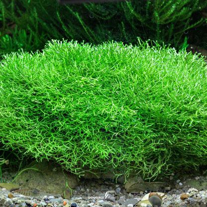 Riccia fluitans