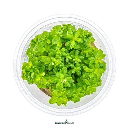Rotala indica 'Bonsai'