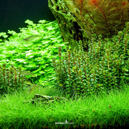 Rotala indica 'Bonsai'