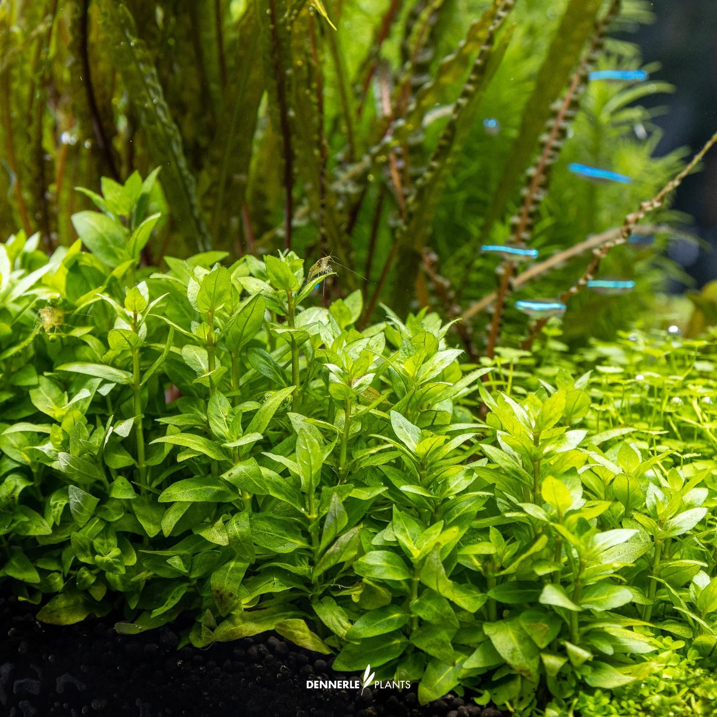 Staurogyne repens