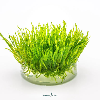 Taxiphyllum alternans 'Taiwan Moss'