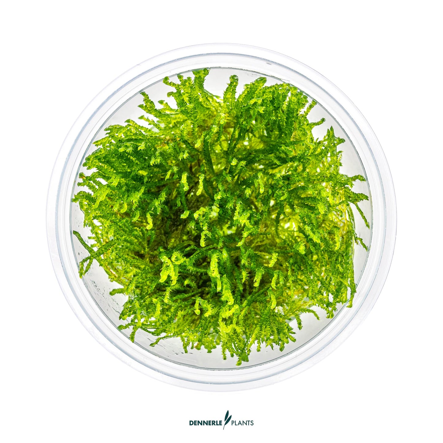 Taxiphyllum alternans 'Taiwan Moss'