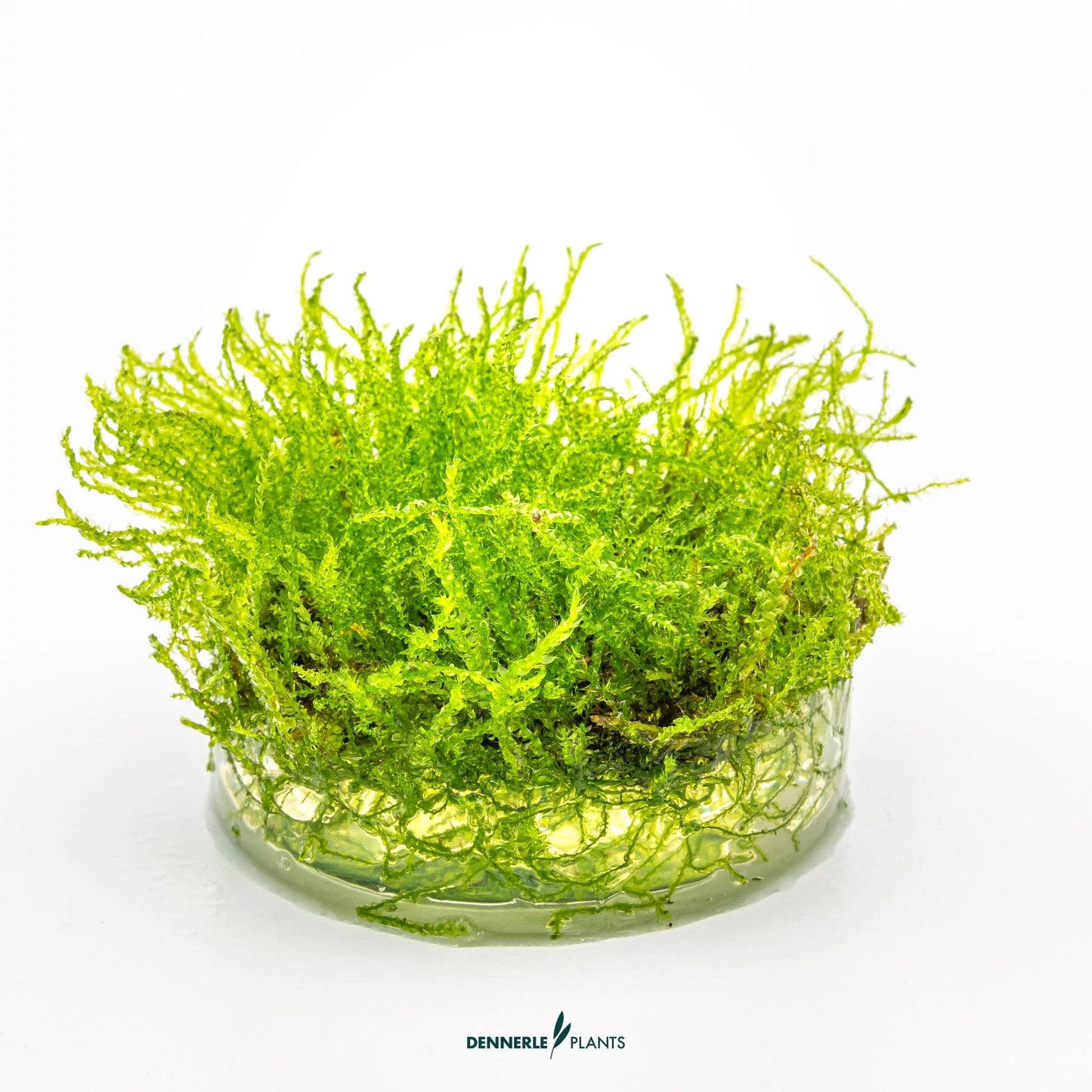 Taxiphyllum barbieri 'Bogor Moss'