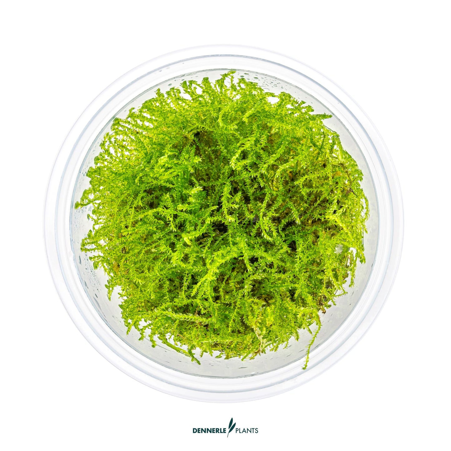 Taxiphyllum barbieri 'Bogor Moss'