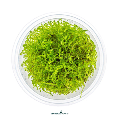 Taxiphyllum barbieri 'Bogor Moss'