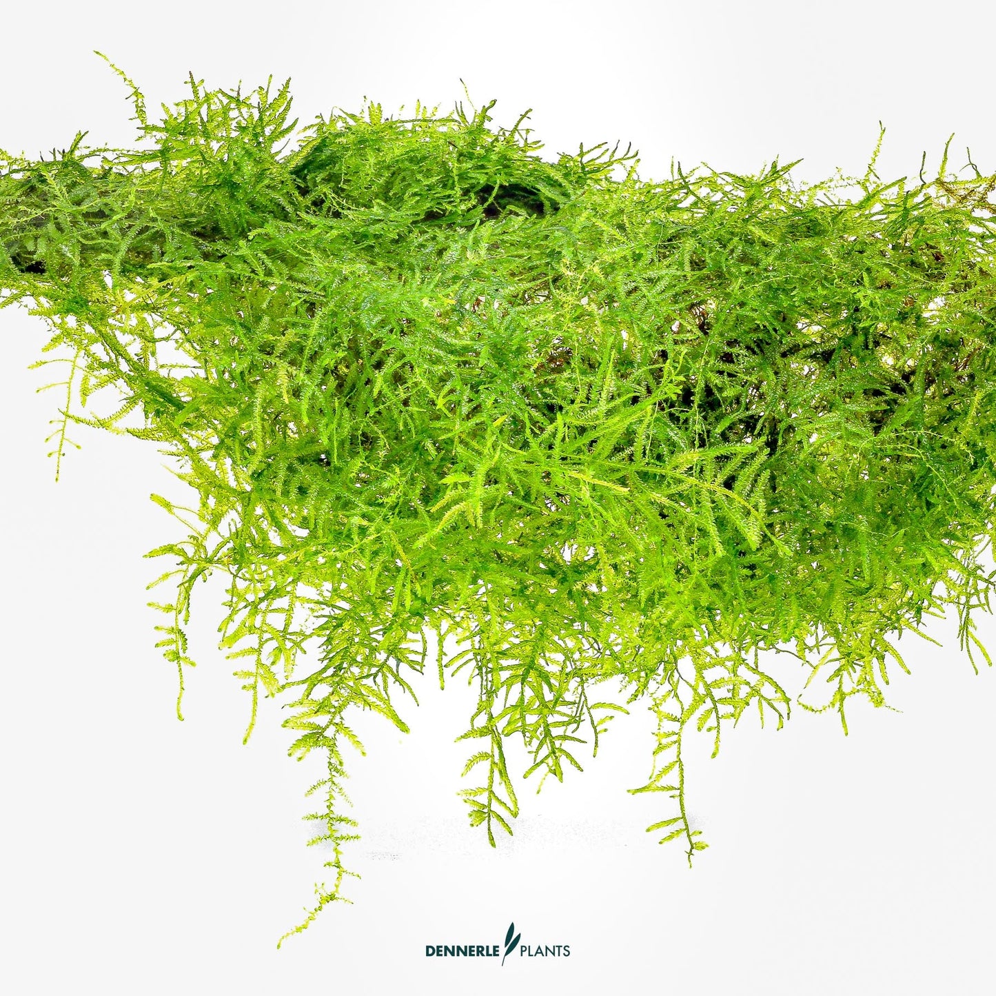 Taxiphyllum barbieri 'Bogor Moss'