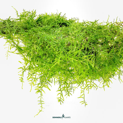 Taxiphyllum barbieri 'Bogor Moss'