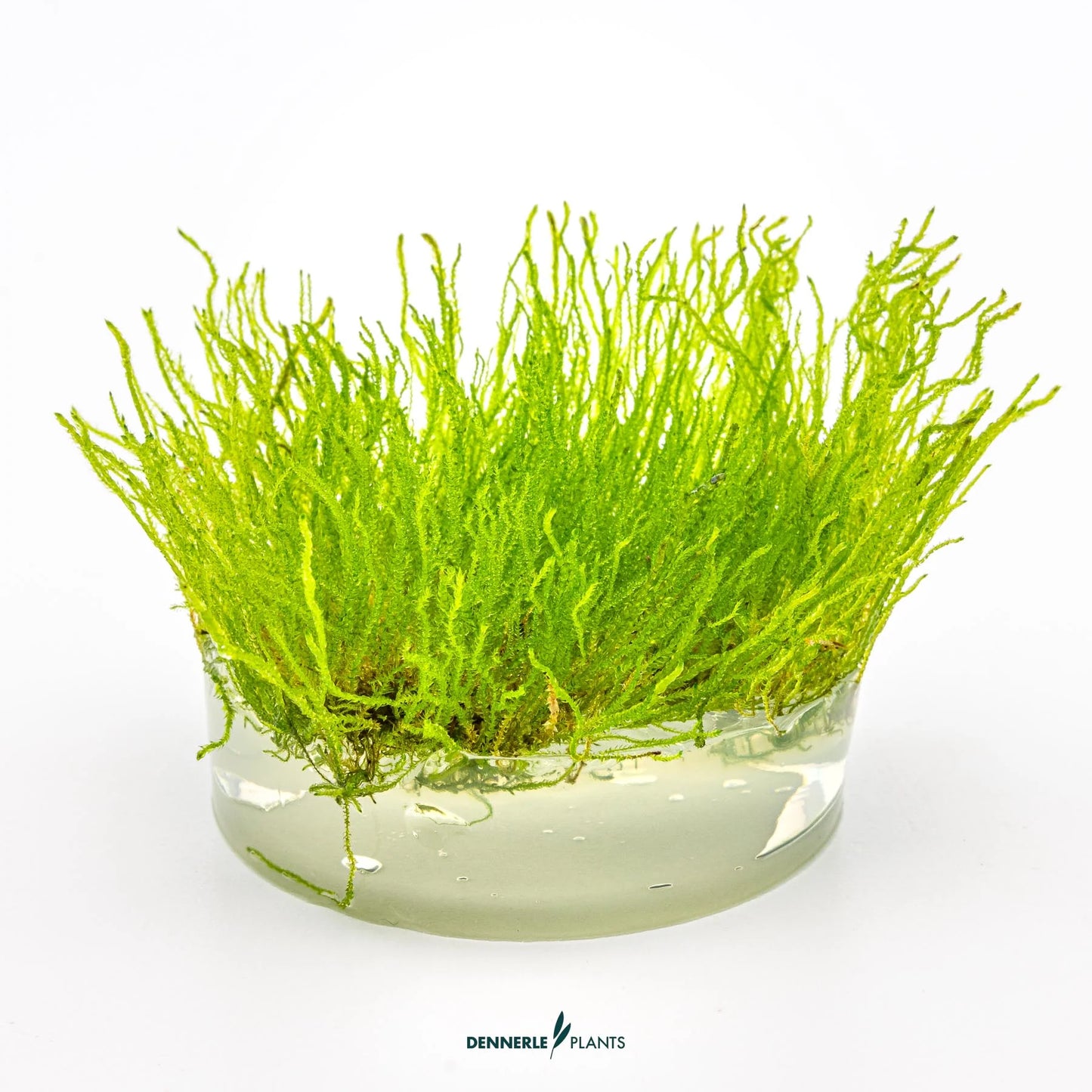 Taxiphyllum sp. 'Flame Moss'
