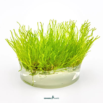 Taxiphyllum sp. 'Flame Moss'