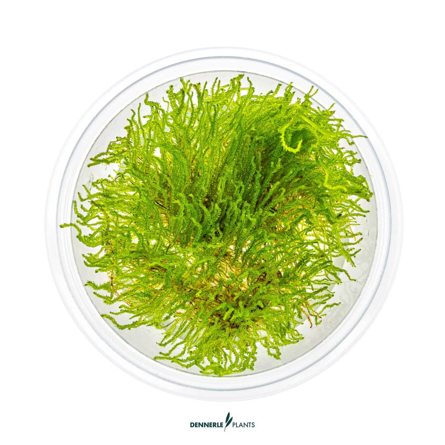 Taxiphyllum sp. 'Flame Moss'