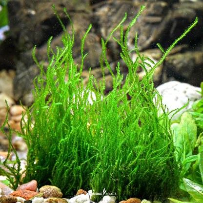 Taxiphyllum sp. 'Flame Moss'