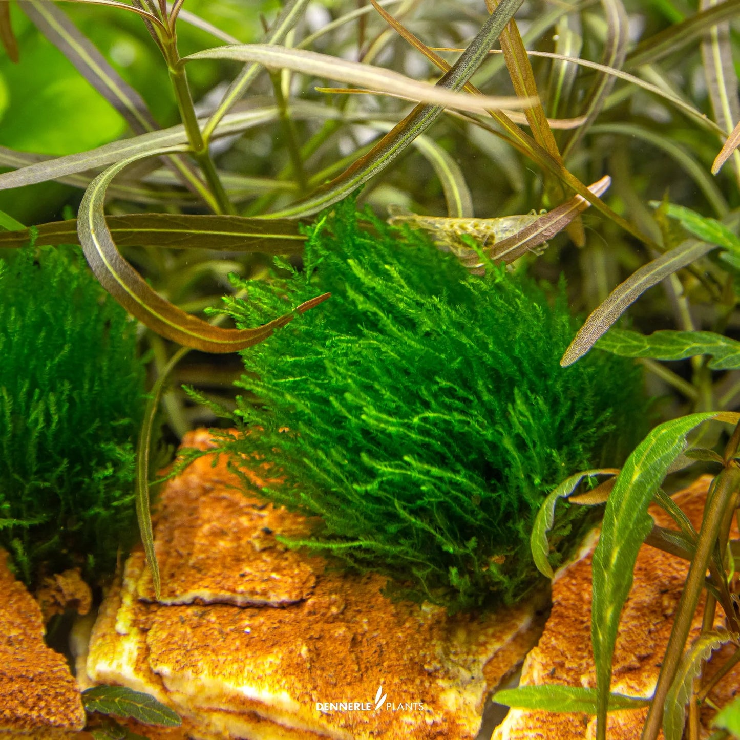 Taxiphyllum sp. 'Flame Moss'