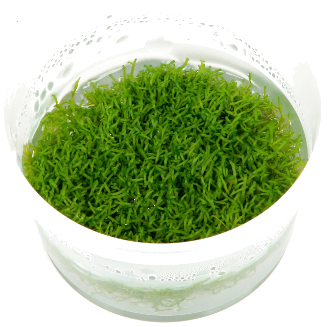 Riccia fluitans