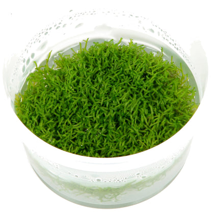 Riccia fluitans