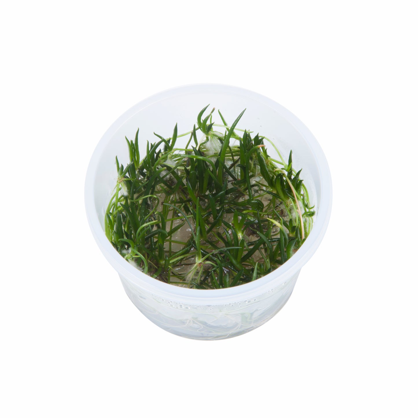 Littorella uniflora