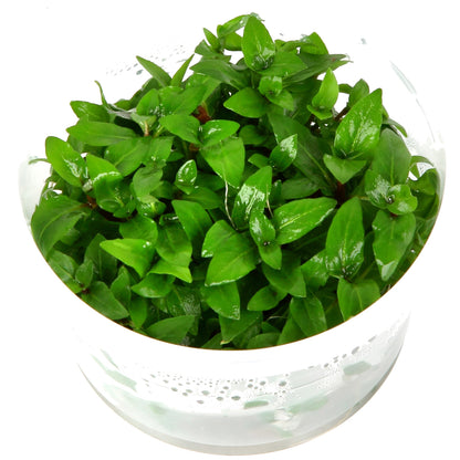Staurogyne repens