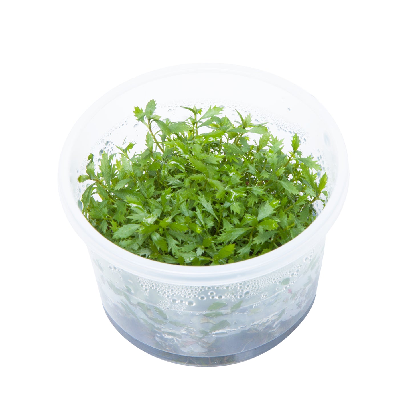 Proserpinaca palustris 'Cuba'