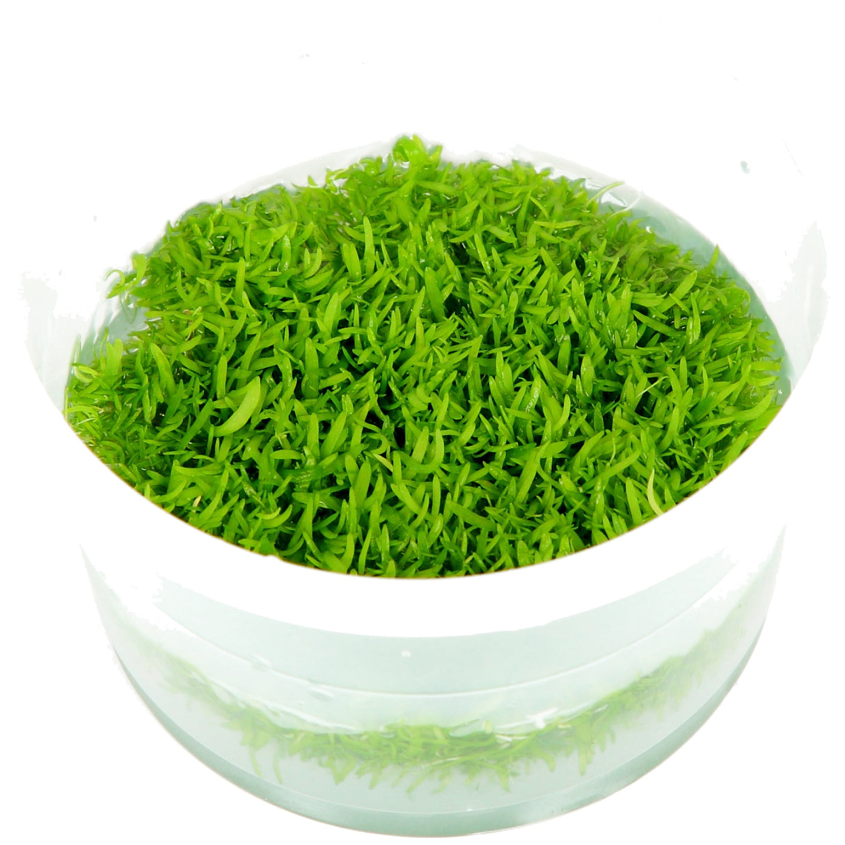 Utricularia graminifolia