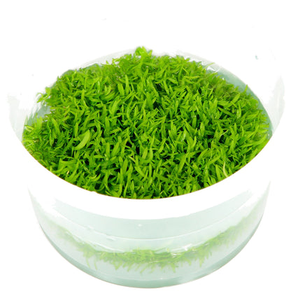 Utricularia graminifolia