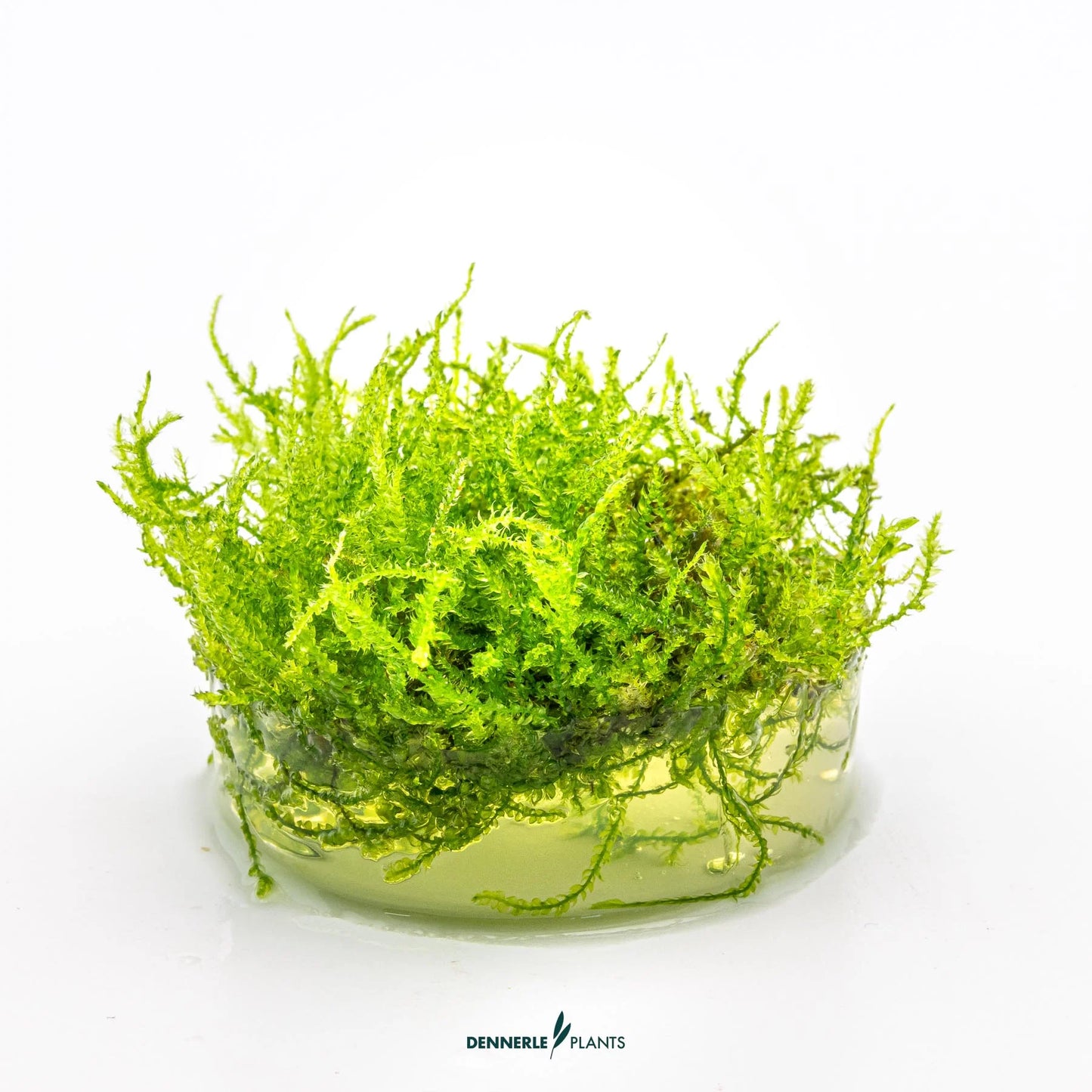 Vesicularia montagnei 'Christmas Moss'