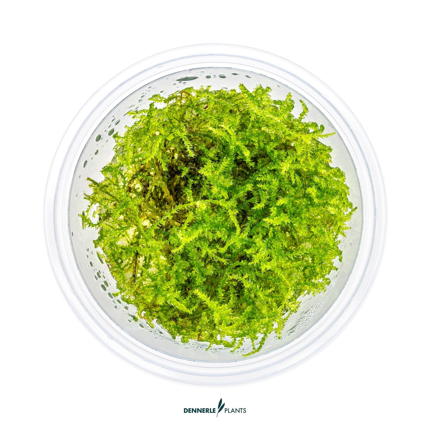 Vesicularia montagnei 'Christmas Moss'