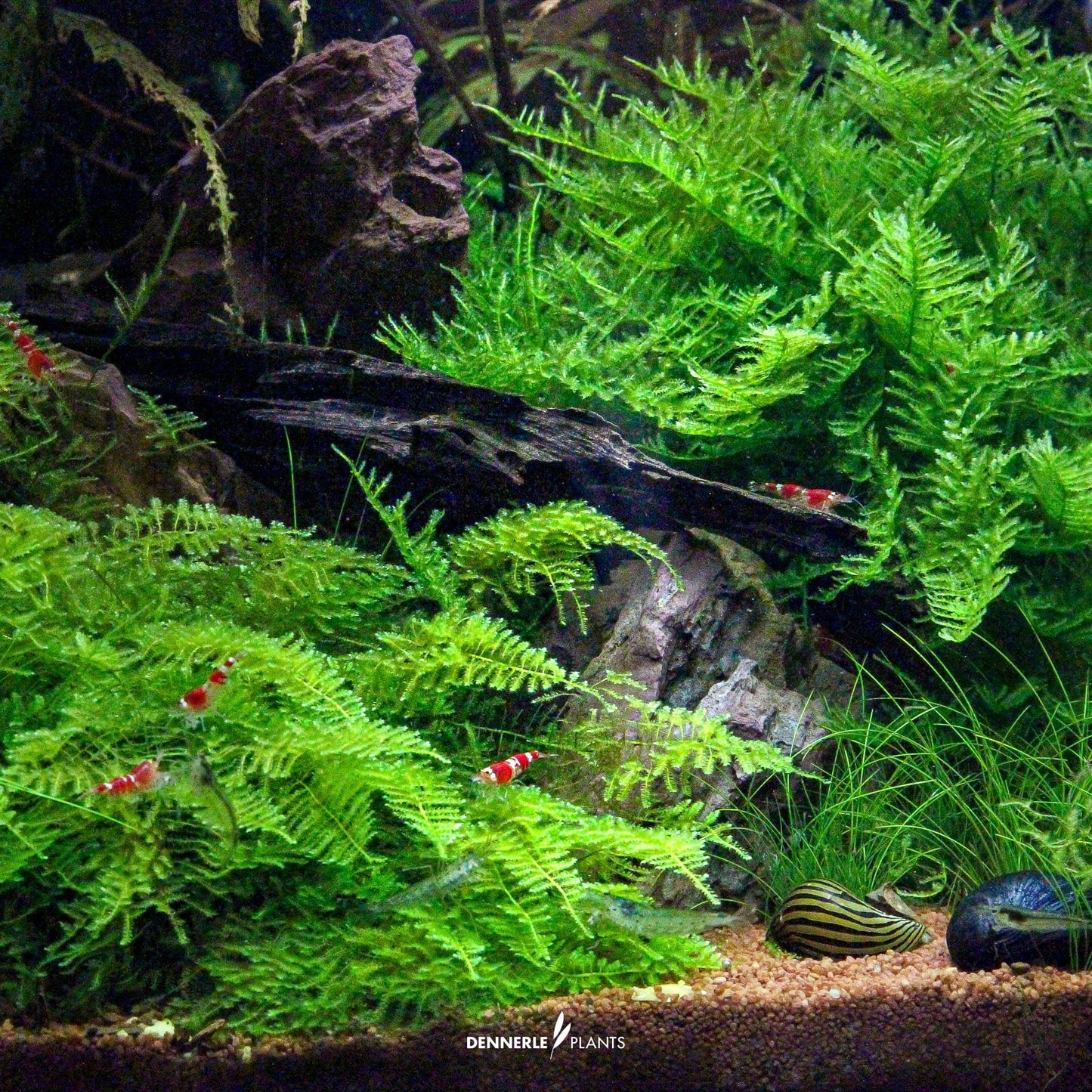 Vesicularia montagnei 'Christmas Moss'