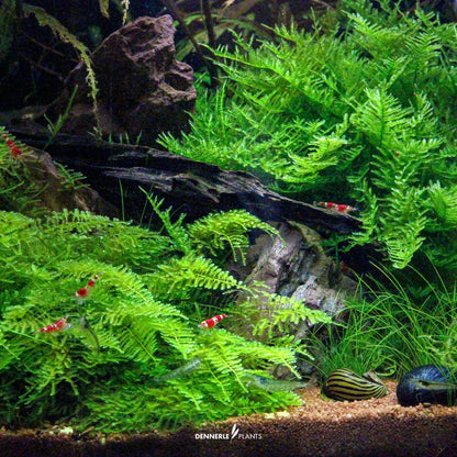 Vesicularia montagnei 'Christmas Moss'